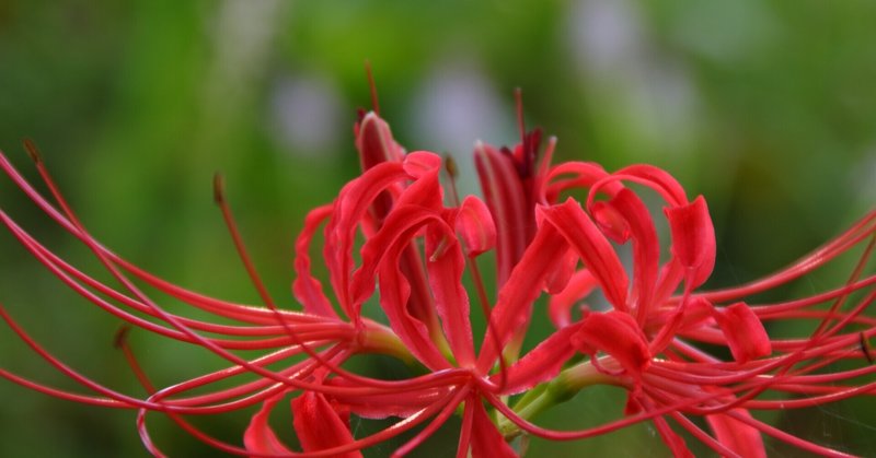 鹿児島の花名所 の新着タグ記事一覧 Note つくる つながる とどける 鹿児島の花名所 の新着タグ記事一覧 Note つくる つながる とどける