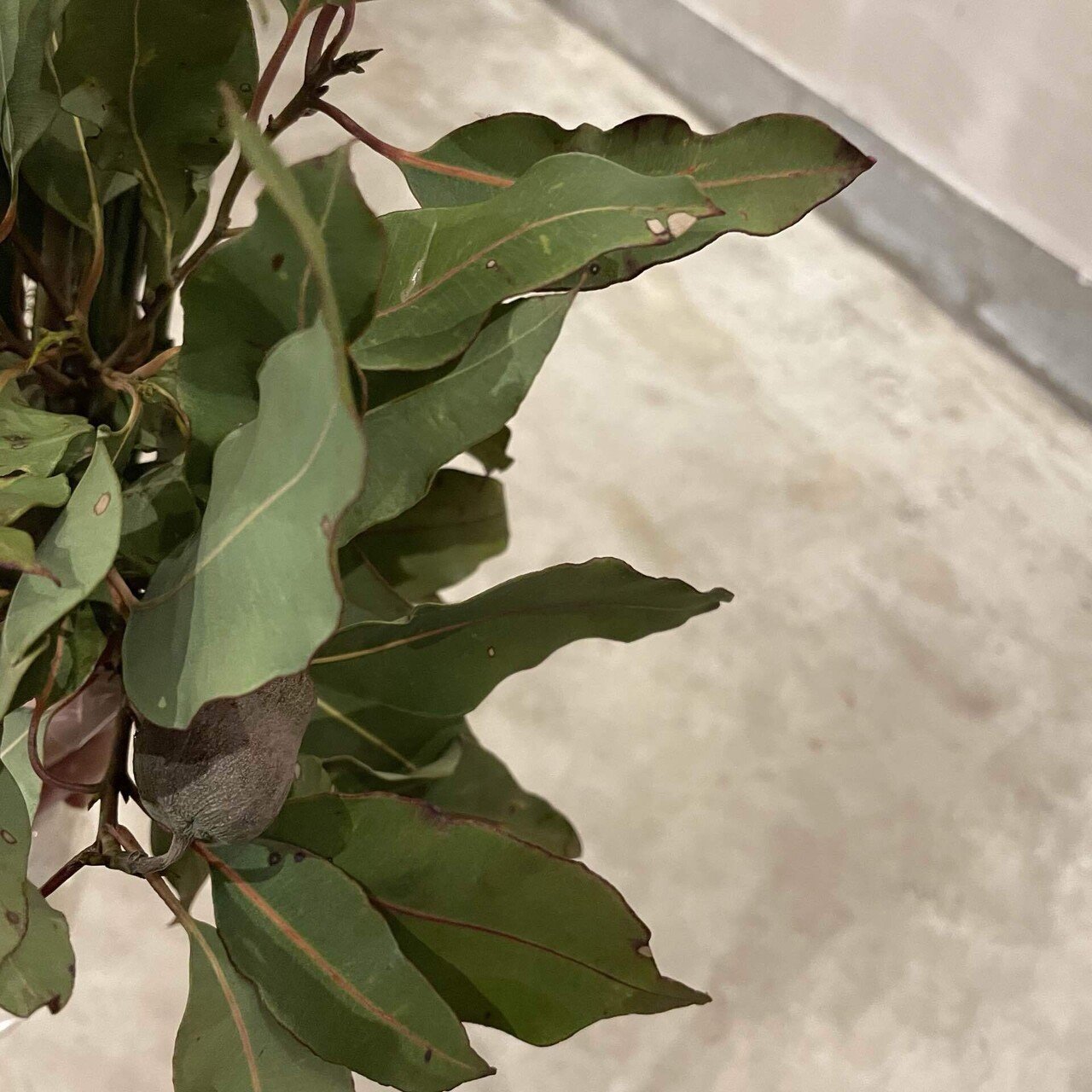 ドライフラワーにしやすいお花の定期便 9月号の紹介 Greenpiece Note ドライフラワーにしやすいお花の定期便 9月号の紹介 Greenpiece Note