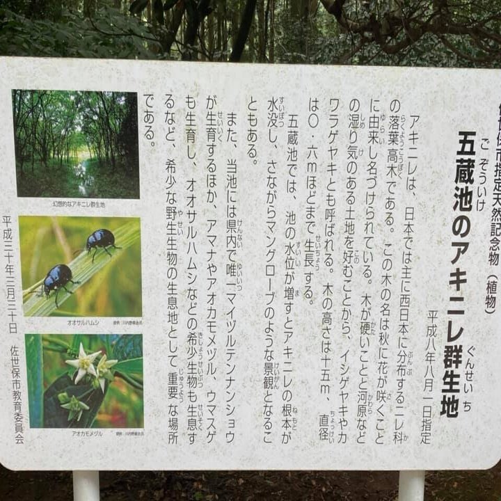 アキニレの群生地五蔵池 佐世保市 させぼ山酔倶楽部 よっちゃん Note