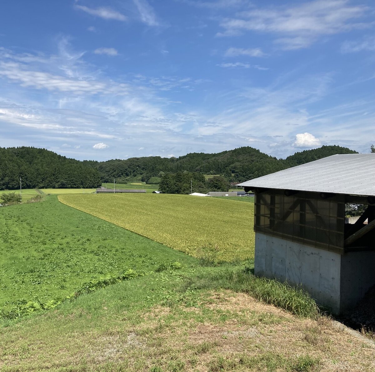 採用_牛舎からの風景