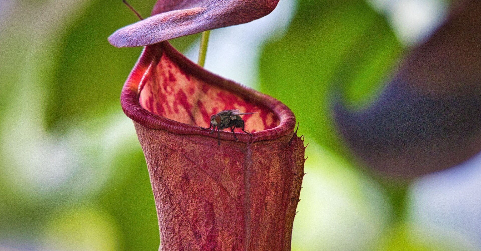 ウツボカズラの口が未来の家に使われる Eryr13 Note