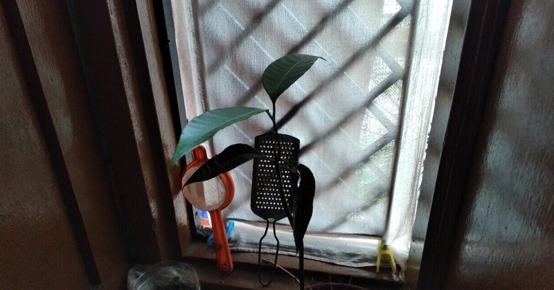19 窓際のマンゴー樹が育てる共感力の話
