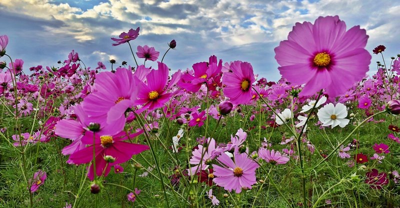 淡い思い出 の新着タグ記事一覧 Note つくる つながる とどける