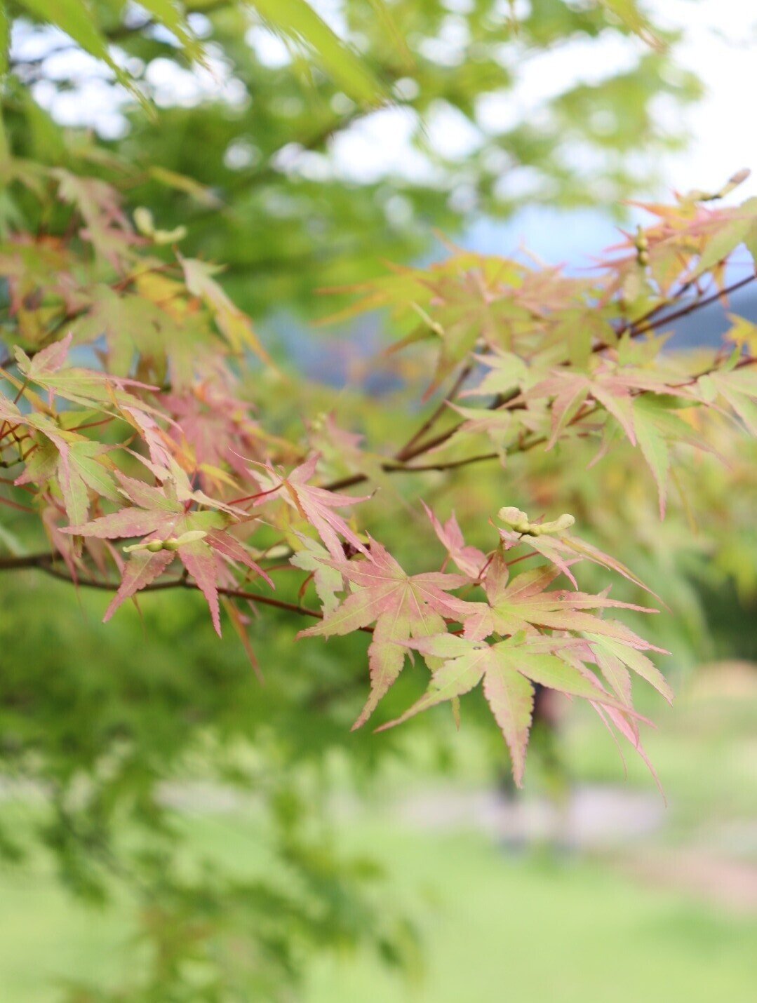 秋の景色 ひら Note