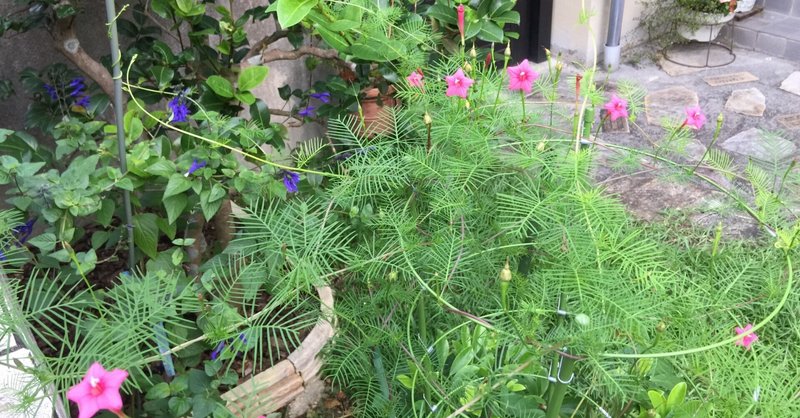 るこう草 けん坊753 Note