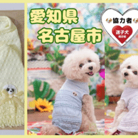 犬に 正露丸 ビオフェルミン Npo法人 迷子犬の掲示板 Note