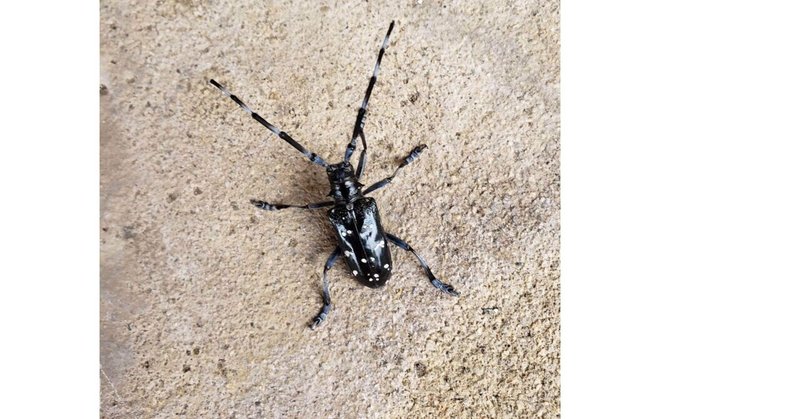 カミキリムシ 髪切虫 は夏の季語 晴田そわか Note