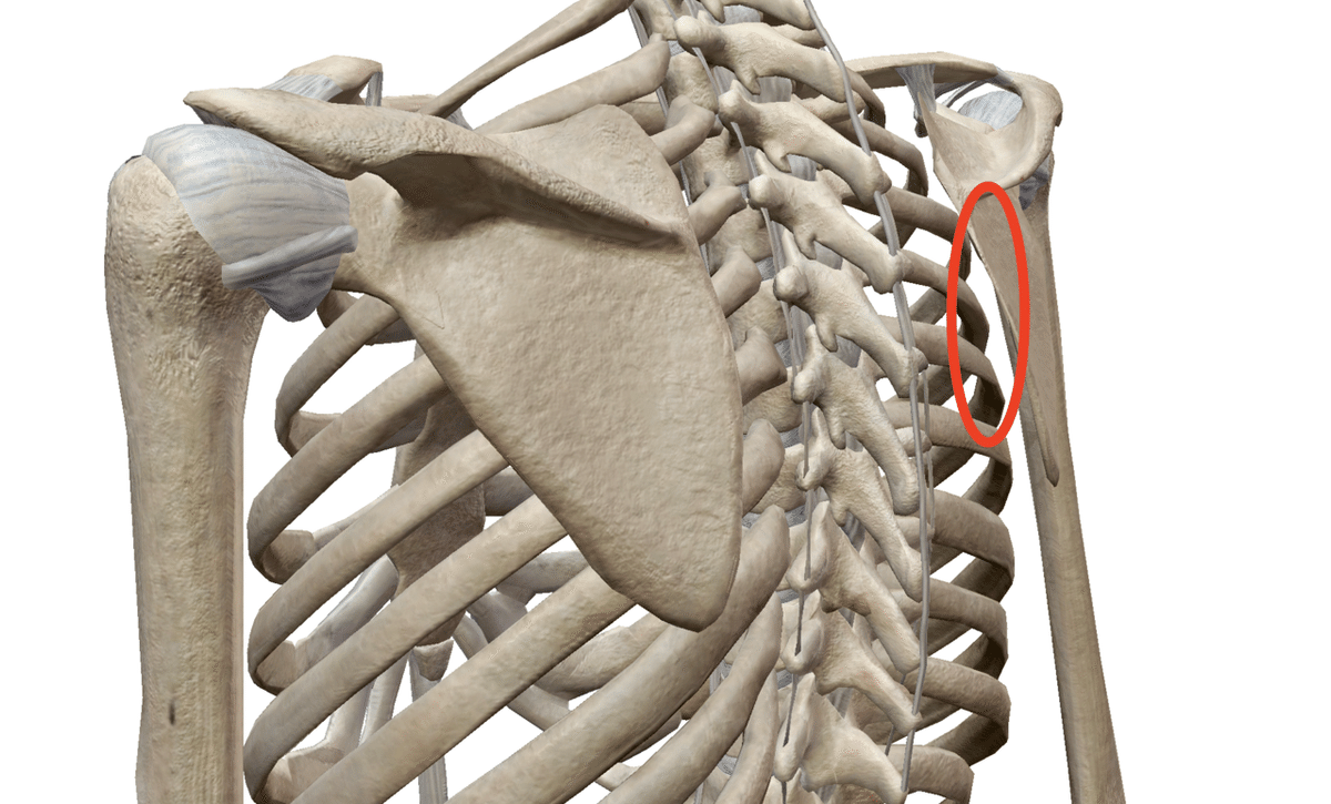 肩甲胸郭関節のコピー