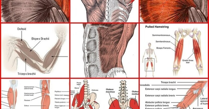 筋肉の解剖学、その基本？