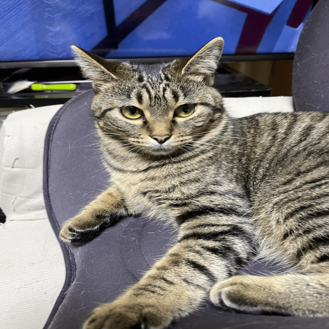 基地内の野良猫ちゃんと近所の半野良ちゃん 大学院生活#72 | 西後知春