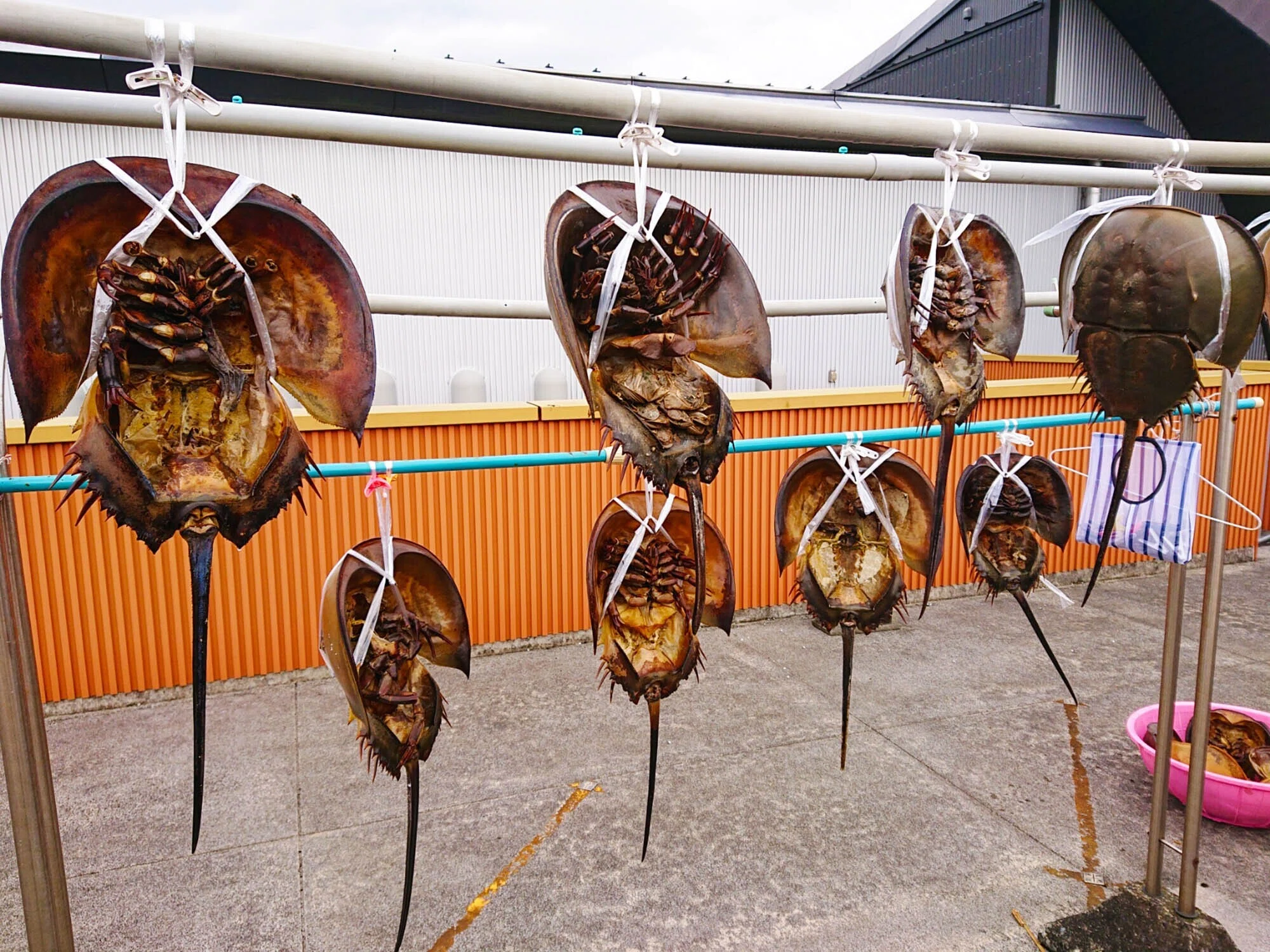 日常 下関の海にはカブトガニの抜け殻や死骸が落ちているので、それを