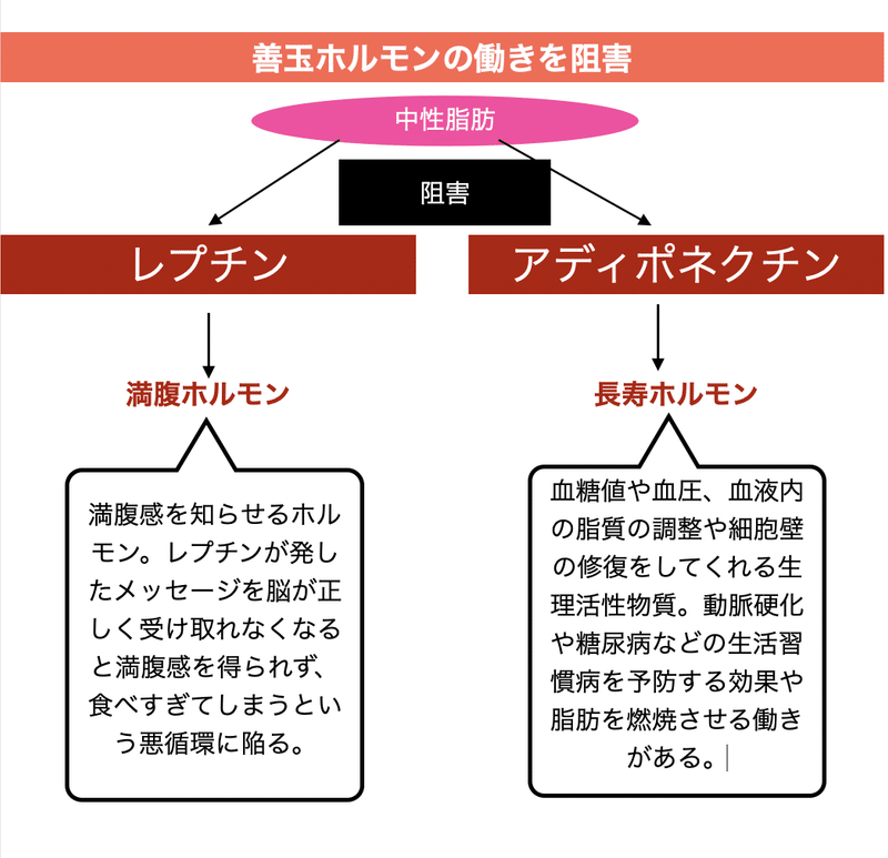 中性脂肪 解説図