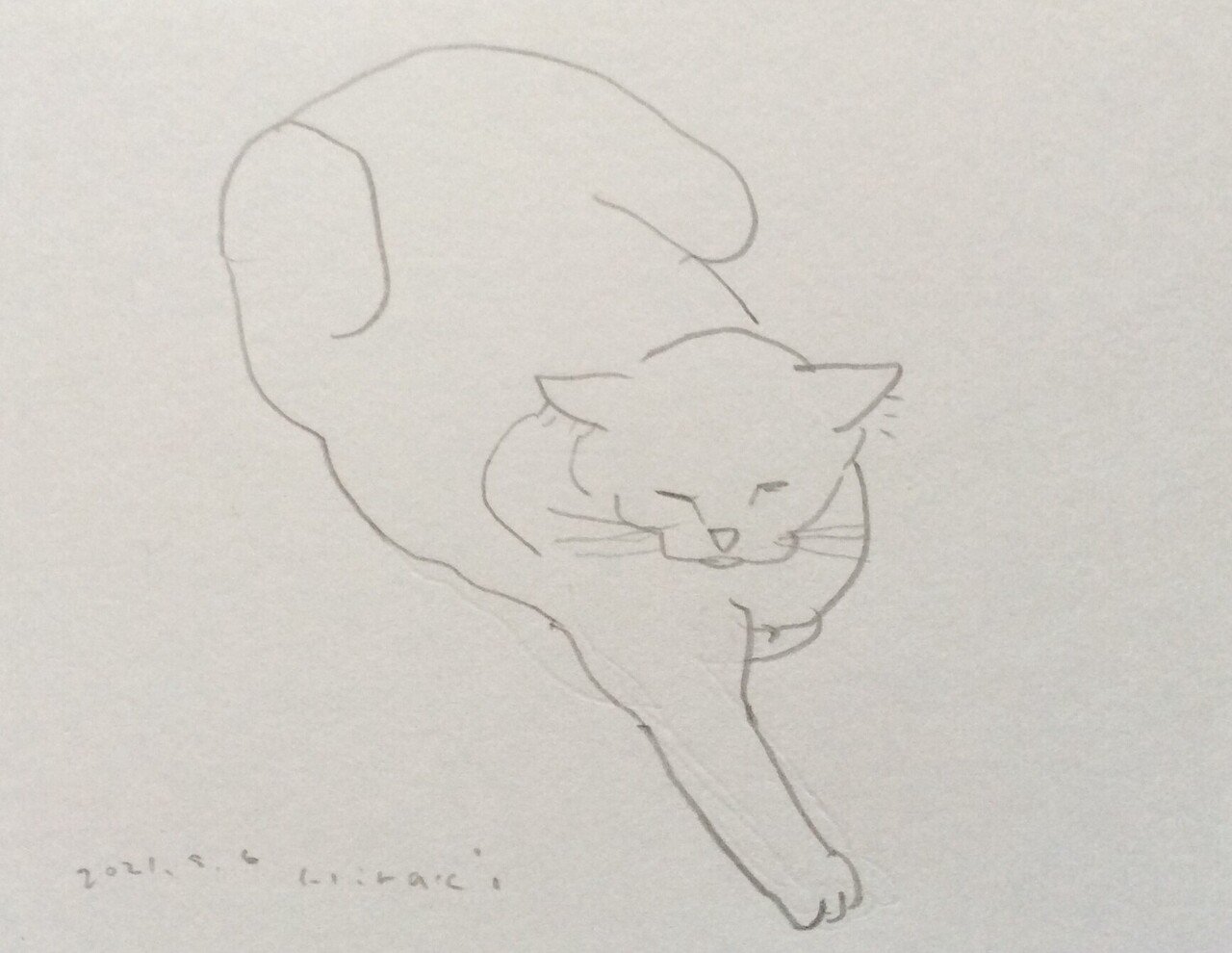 寝る猫スケッチ｜平木 映光 (ひらき てるみ)｜note