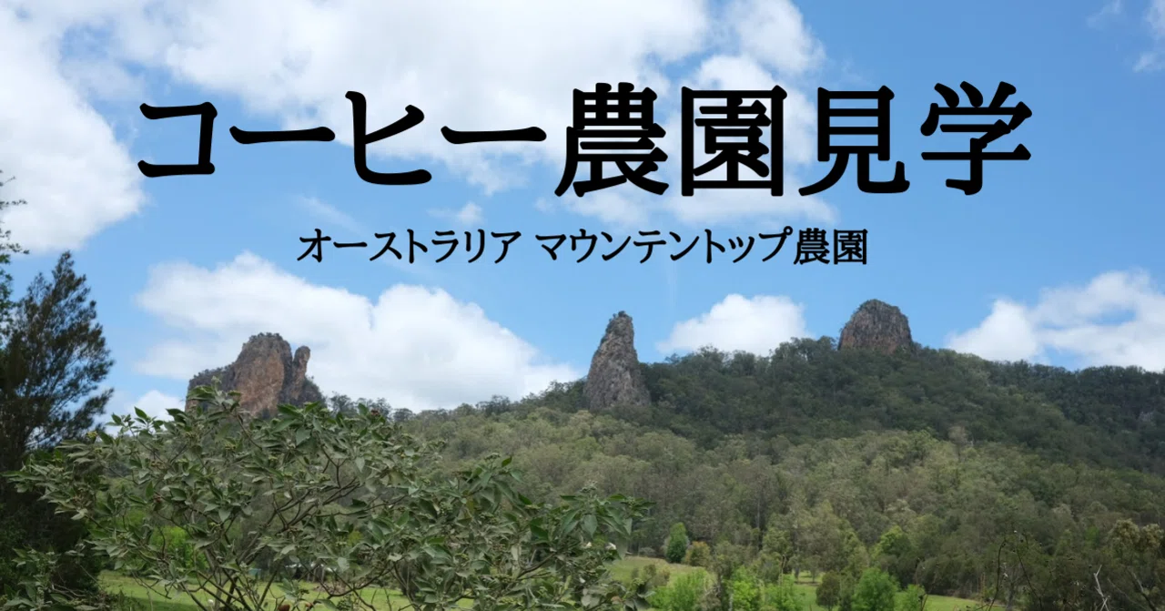 オーストラリアのコーヒー農園 マウンテントップ農園｜JUN 南半球から 