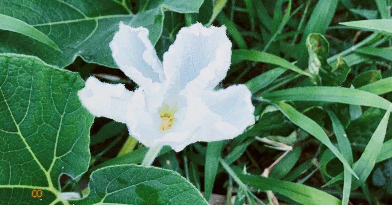 216・白花 終了しました 明るく