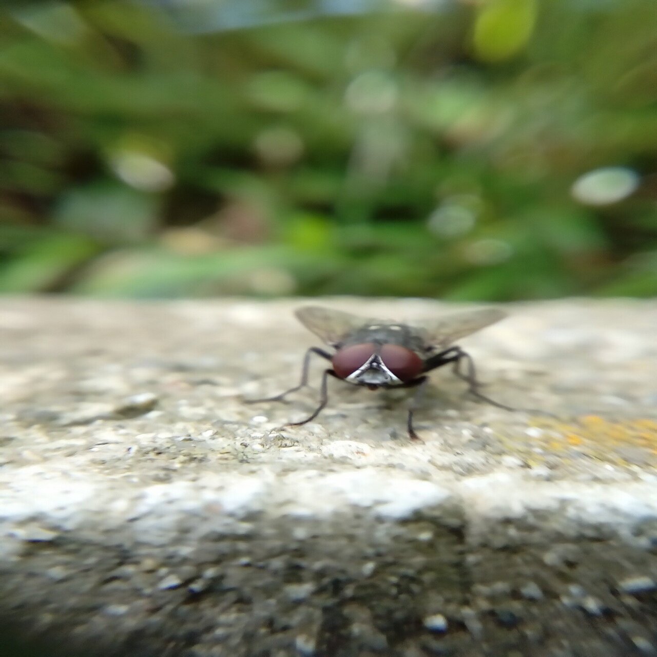 ハエかわいい 月澄狸 Note