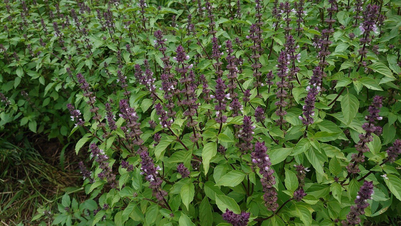 シングルハーブティー第3弾は 間違えて苗を購入して期待していなかったのに 想像を超える香りだったため商品化されたタイバジル 笑 Mariko Shimodozono Note シングルハーブティー第3弾は 間違えて苗を購入して期待していなかったのに 想像を超える香りだったため商品化されたタイバジル 笑 Mariko Shimodozono Note