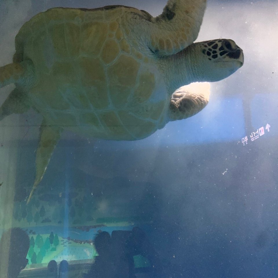 浅虫水族館へ行ってみた 青森の海の世界へ迷い込む Koa Lab Note
