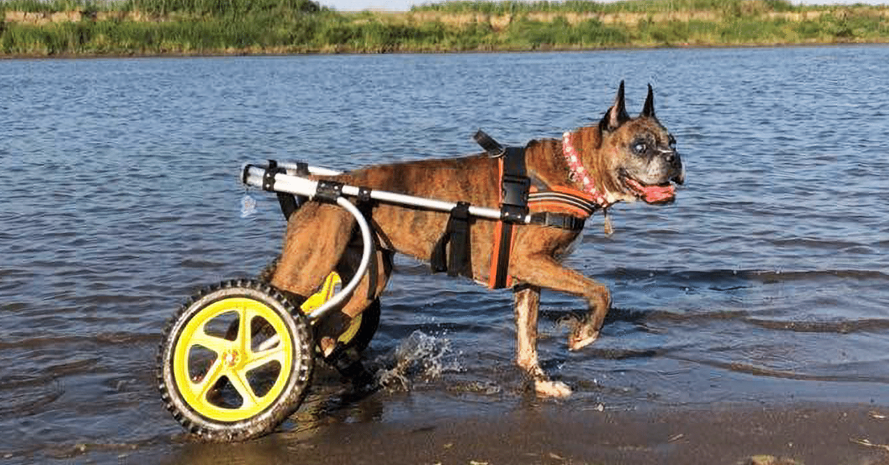 Fox Republic] 筋トレ やる気がないなら家に帰れ チワワ 犬 キッズ パーカー スウェット レッド 140cm Fox Republic]  筋トレ やる気がないなら家に帰れ ピットブル 犬 キッズ パーカー スウェット バーガンディー 130 キッズ スウェット トレーナー チワワ 犬  筋トレ 筋肉 ..., image size:1279x670