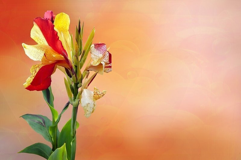 カンナの花 の花言葉 感動 漢那英樹 Note