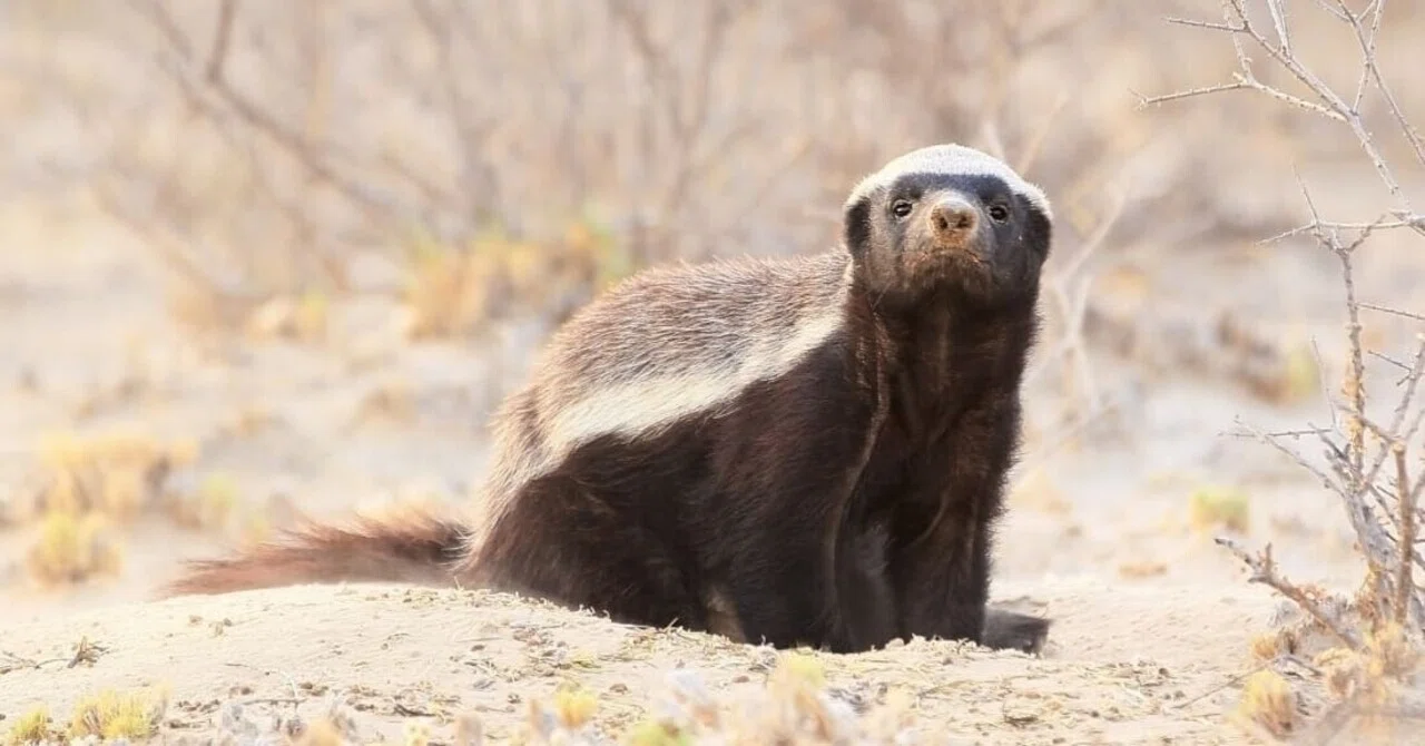 ミツアナグマ Honey Badger 毎週はまり症 Note ミツアナグマ Honey Badger 毎週はまり症 Note