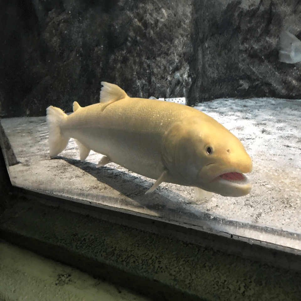 浅虫水族館へ行ってみた 青森の海の世界へ迷い込む Koa Lab Note
