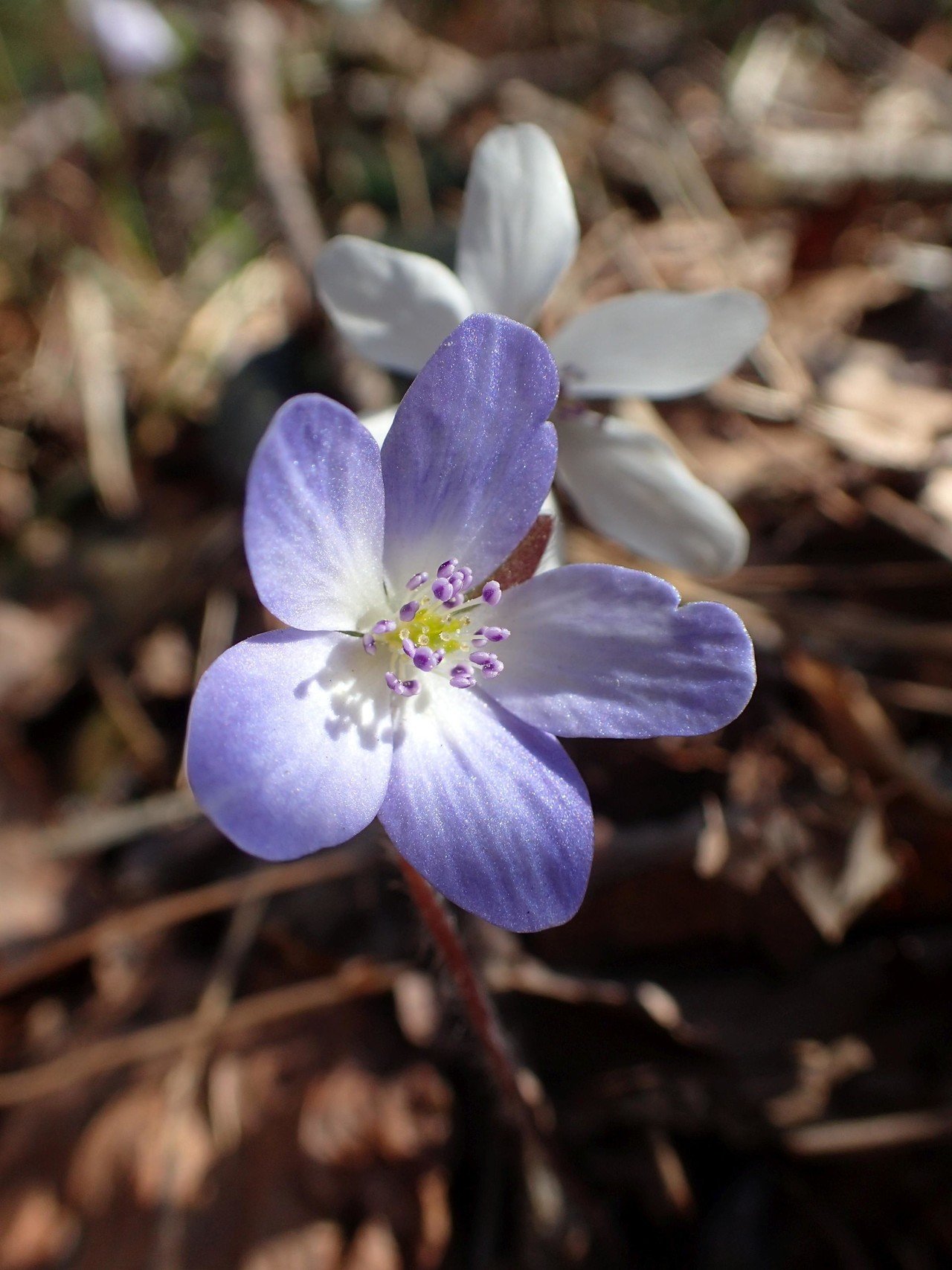 18年3月31日 弥彦山 オオミスミソウ 雪割草 篇 栗コロッケ Note