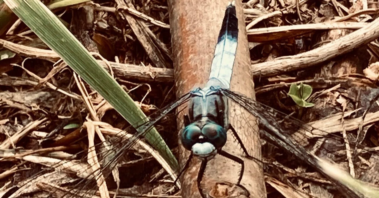 あき 絽塩瀬 作家物 露草 トンボ 手描き 九寸名古屋帯 あき 絽塩瀬