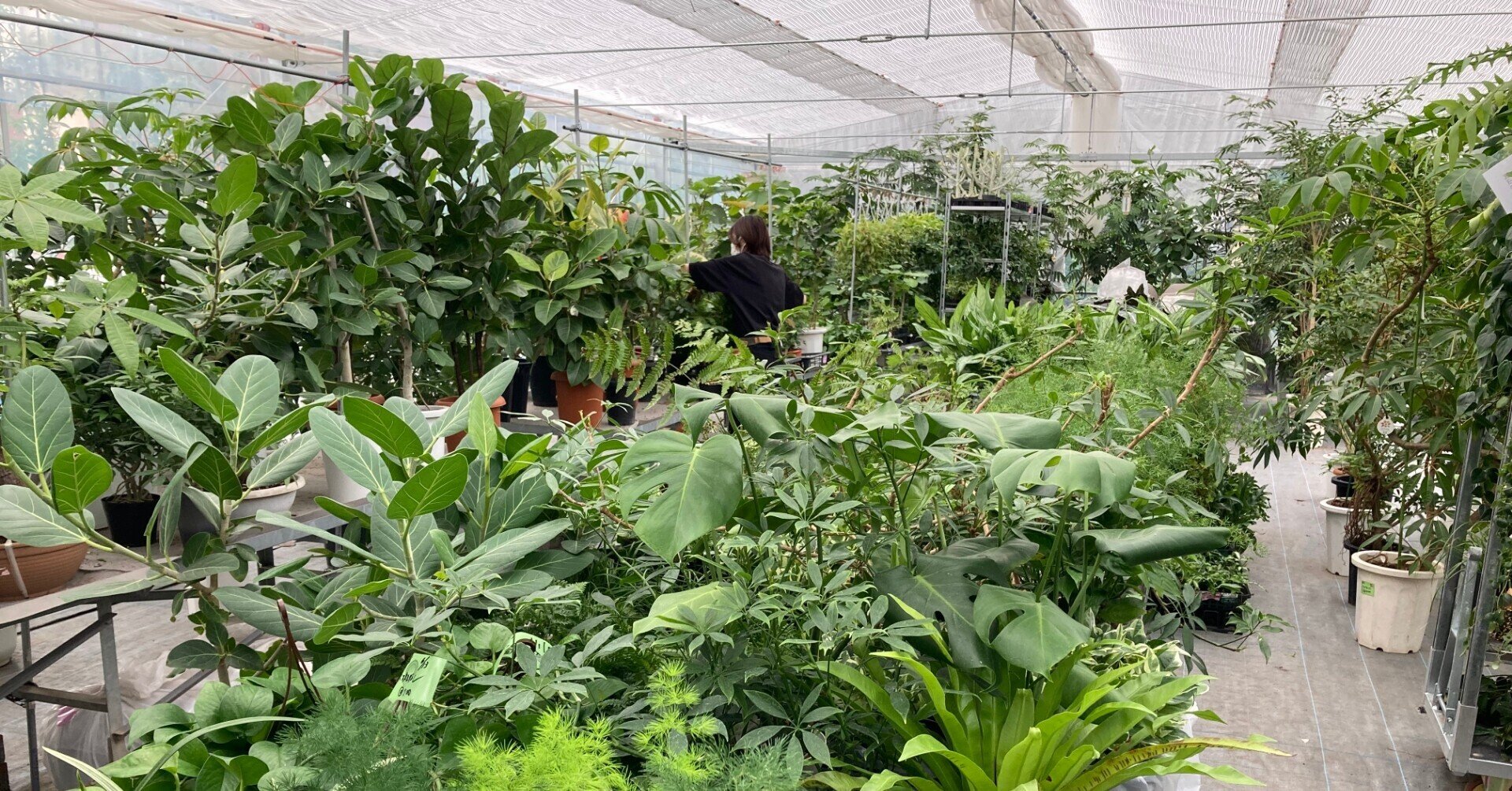 植物のお手入れ密着 温室の観葉植物 どうやって管理しているの 空間デザインブランド パーカーズ日々の仕事 Parkers Official Note Note