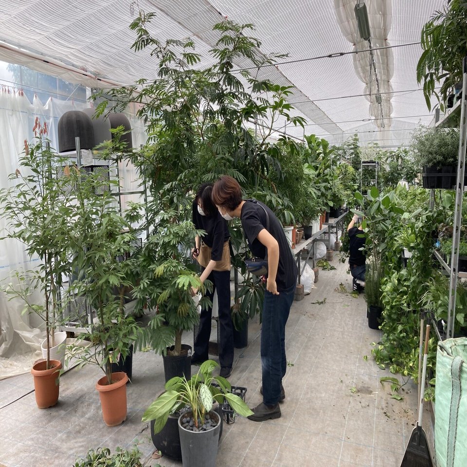 植物のお手入れ密着 温室の観葉植物 どうやって管理しているの 空間デザインブランド パーカーズ日々の仕事 Parkers Official Note Note