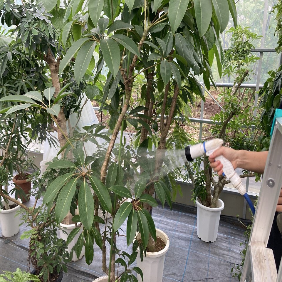 植物のお手入れ密着 温室の観葉植物 どうやって管理しているの 空間デザインブランド パーカーズ日々の仕事 Parkers Official Note Note