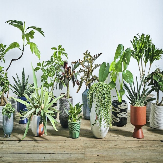 植物のお手入れ密着 温室の観葉植物 どうやって管理しているの 空間デザインブランド パーカーズ日々の仕事 Parkers Official Note Note