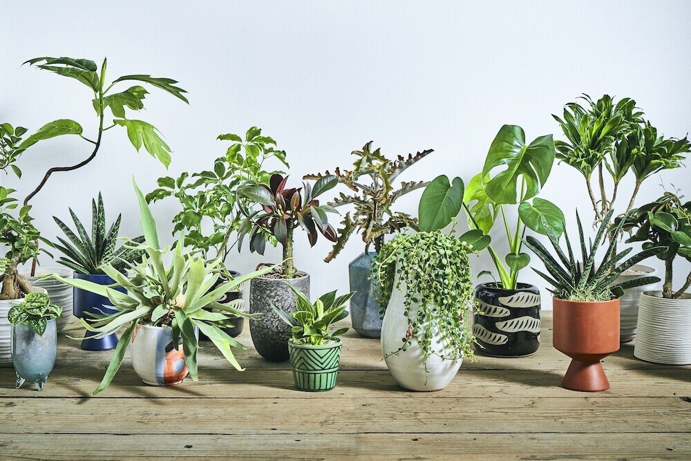 植物のお手入れ密着 温室の観葉植物 どうやって管理しているの 空間デザインブランド パーカーズ日々の仕事 Parkers Official Note Note 植物のお手入れ密着 温室の観葉植物 どうやって管理しているの 空間デザインブランド パーカーズ日々の仕事 Parkers Official Note Note