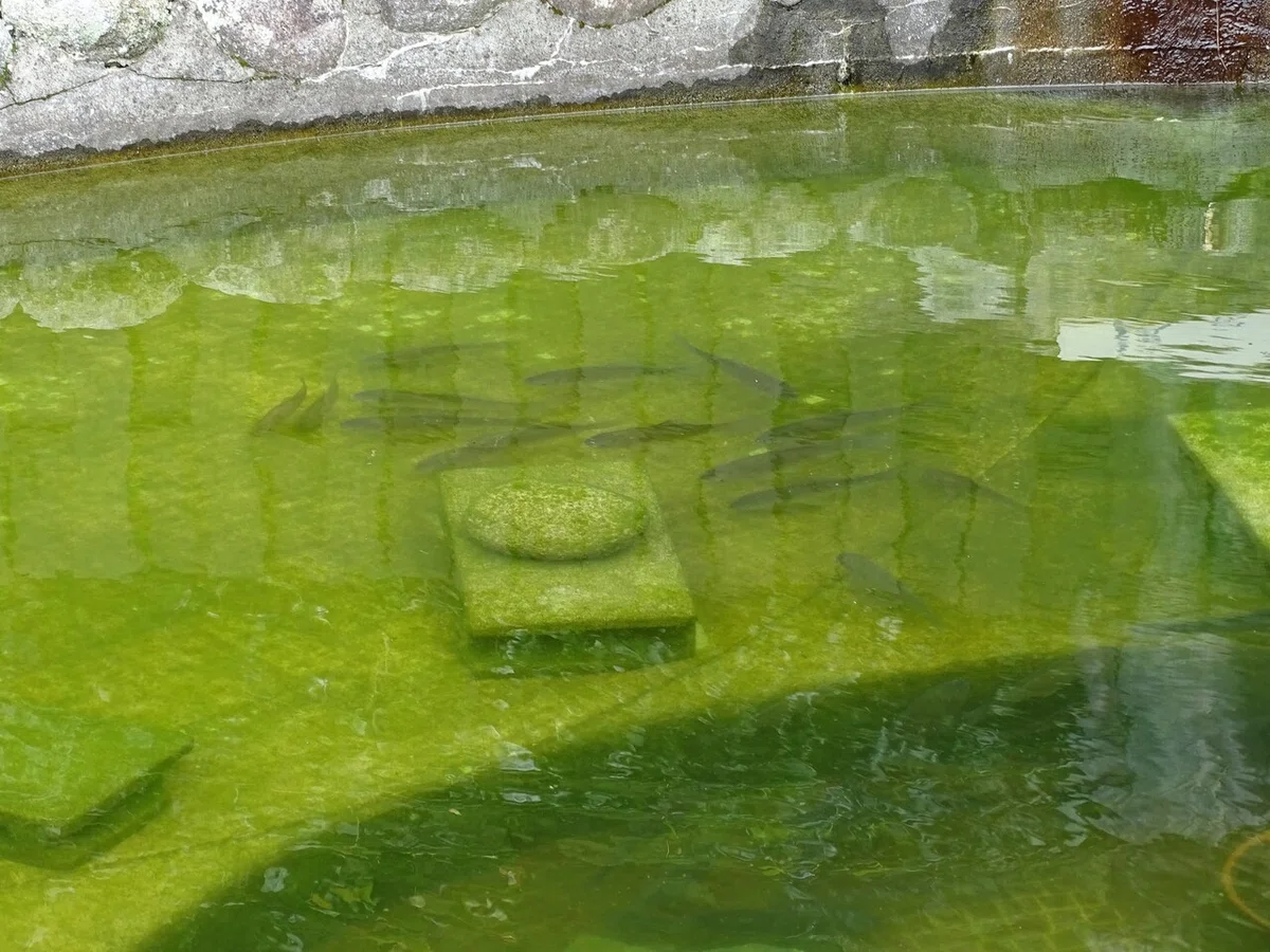 画像8