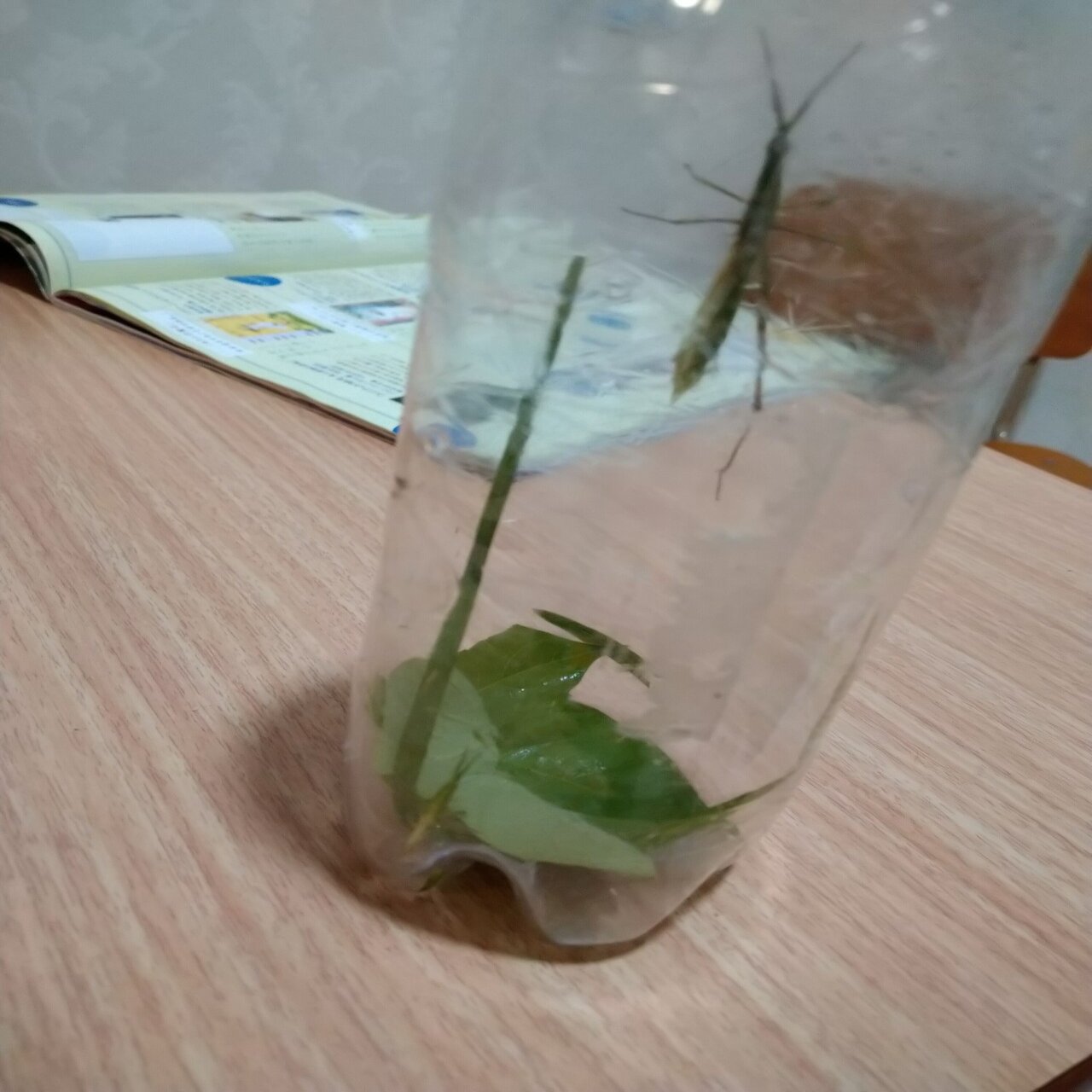 バッタ たまにセミといた夏 Hello My Friend バジル Note