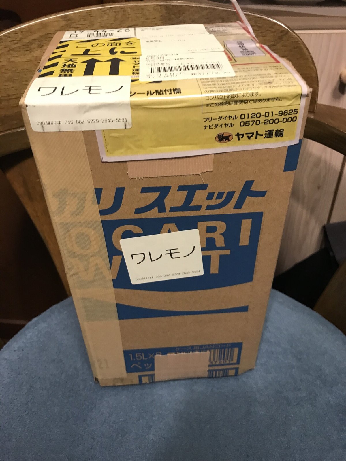 コーデックスの王様「オペルクリカリア・パキプス」を早速購入 コーデックスの王様「オペルクリカリア・パキプス」を早速購入