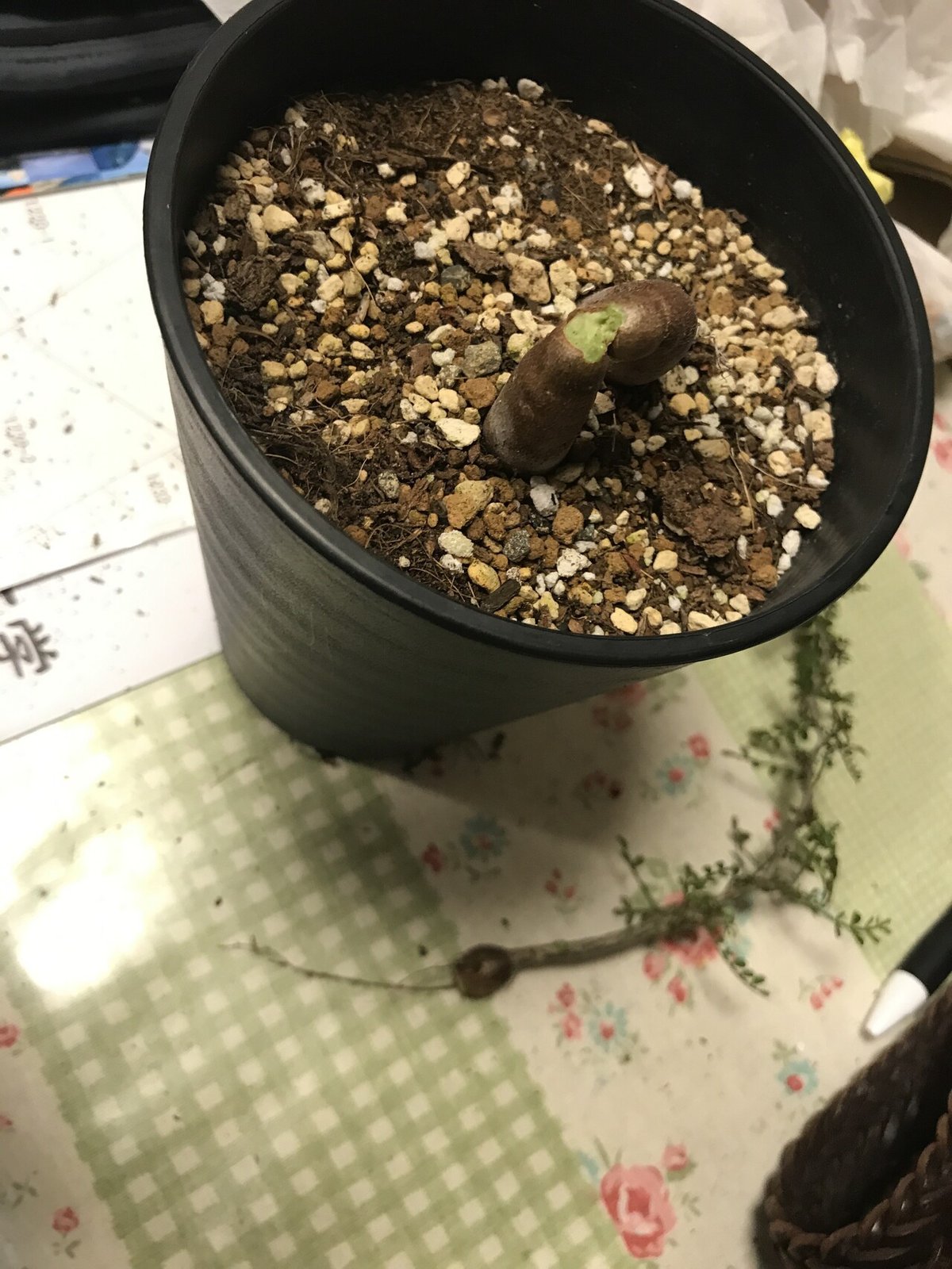 S*y様 パキプス ザ・ファームセレクト]オペルクリカリア パキプス 2.5号23-02