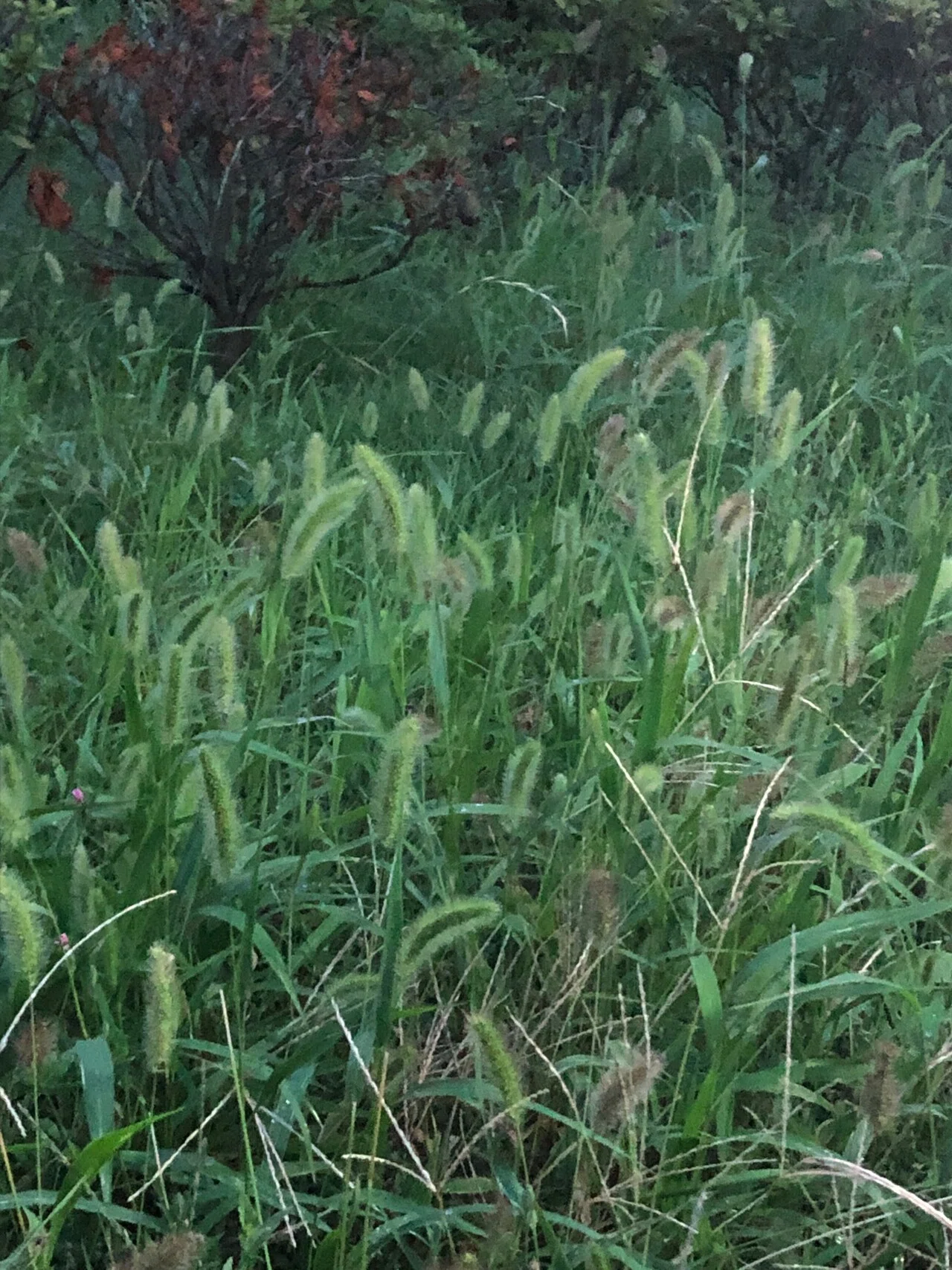 108日目 生涯発達心理学 社会保障制度 発達はdevelopment和訳 語源は写真の現像や巻き物 元来持っているものがひらく 発達の科学は遺伝 的要素解明が出発点 現代では遺伝と環境の相互作用説が有力 キャラメロ Note