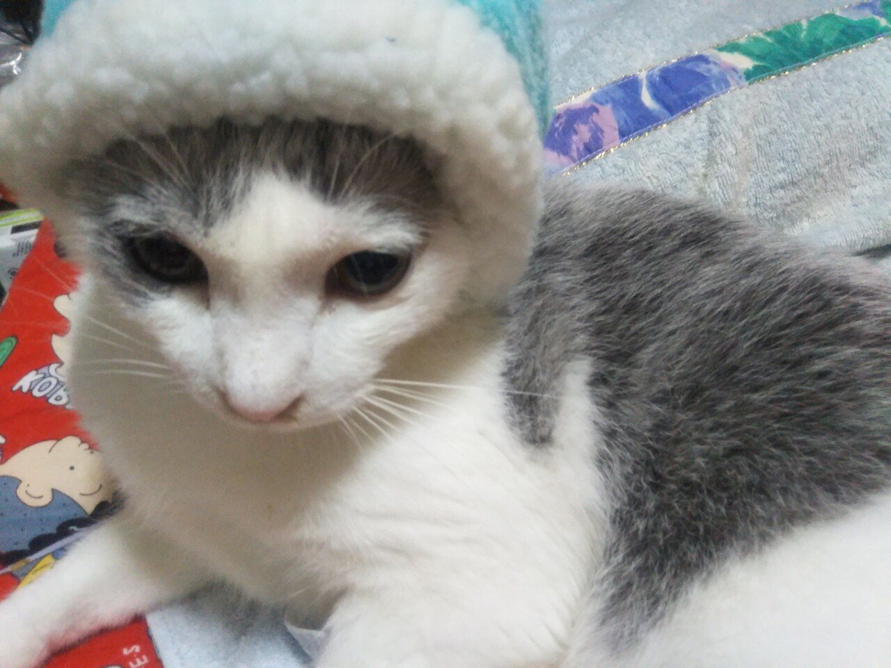 民生に猫用帽子を被せてみたら 奥田民代 Note