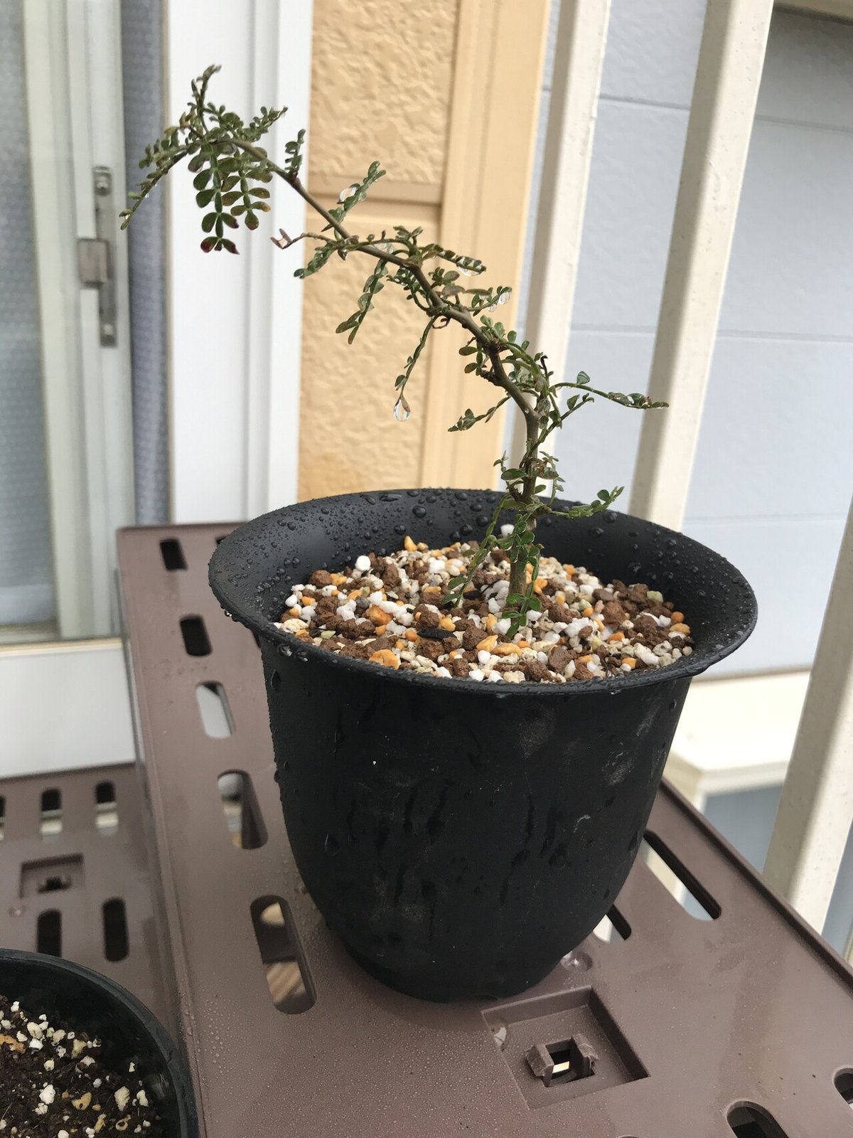 S*y様 パキプス ザ・ファームセレクト]オペルクリカリア パキプス 2.5号23-02