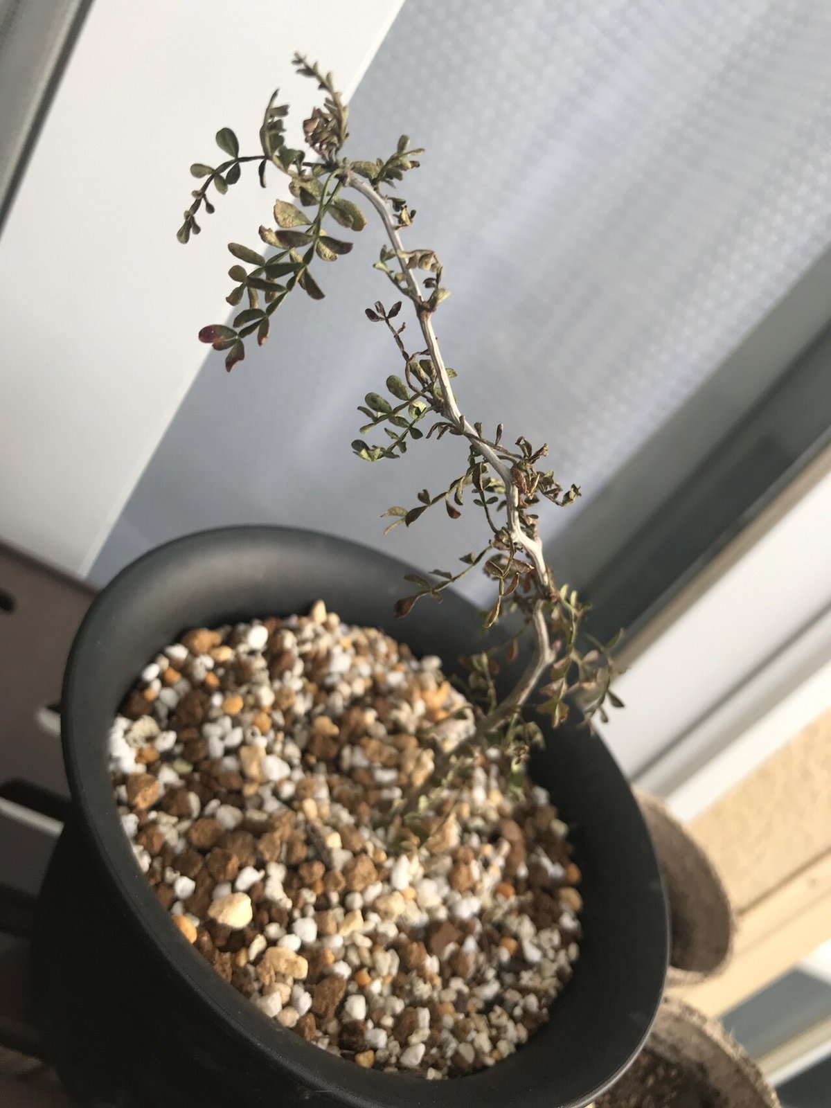 S*y様 パキプス ザ・ファームセレクト]オペルクリカリア パキプス 2.5号23-02