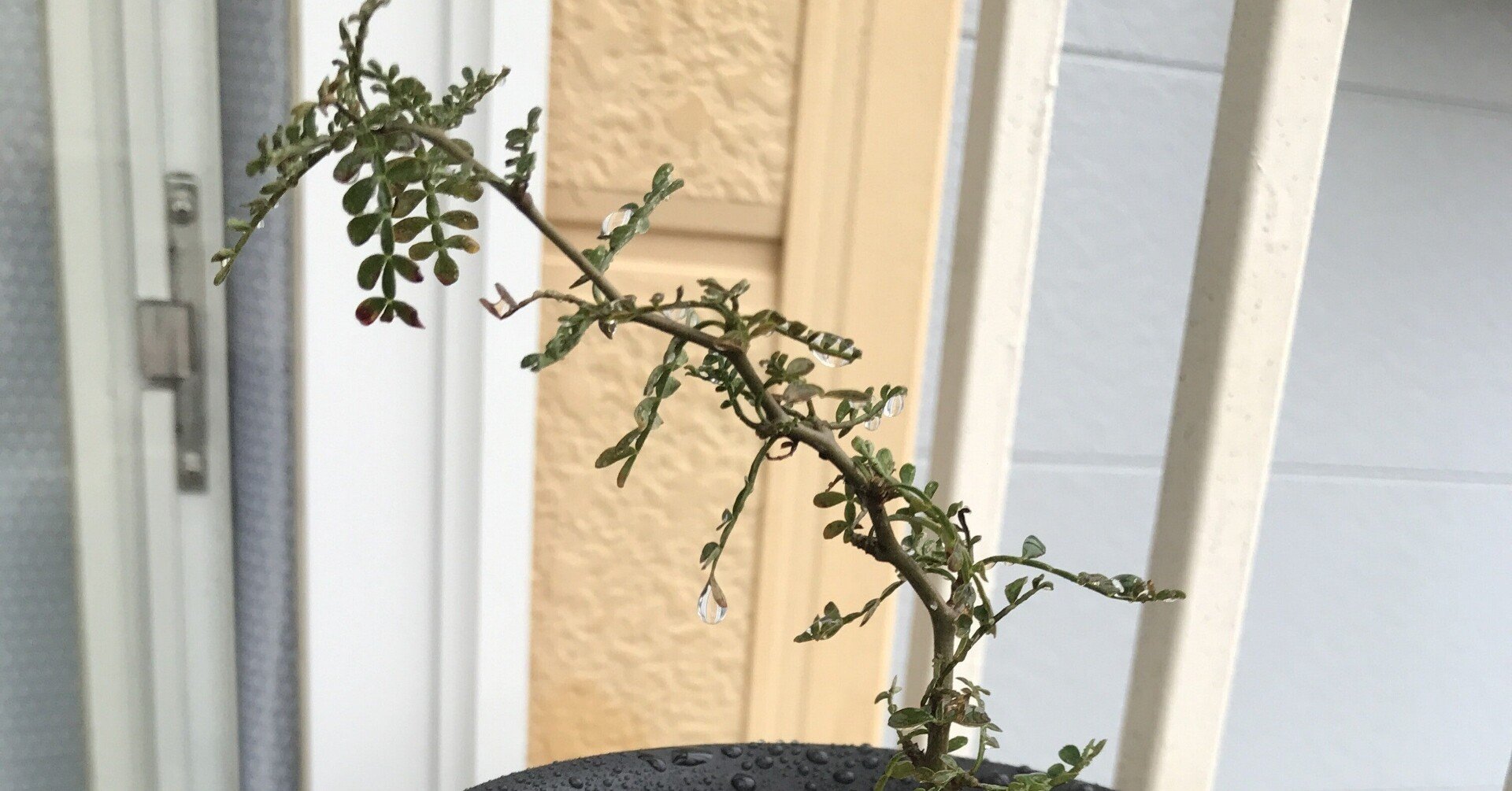 コーデックスの王様「オペルクリカリア・パキプス」を早速購入したら