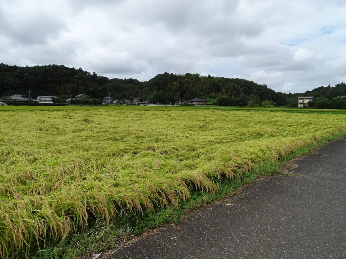 画像30