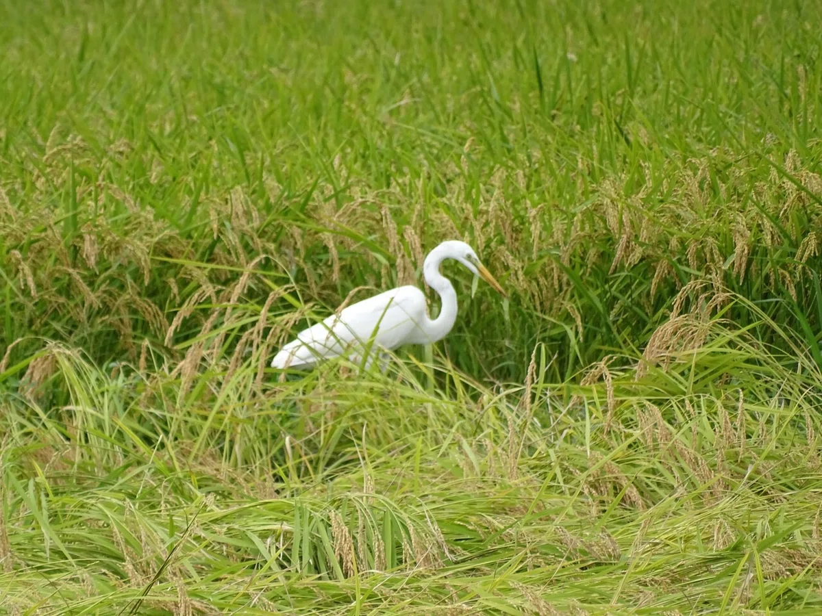 画像33