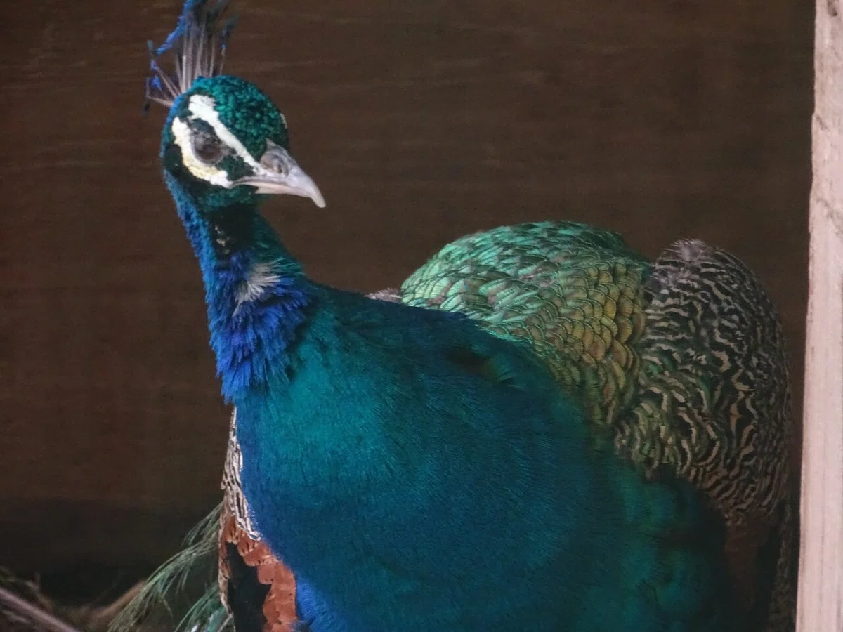 画像50