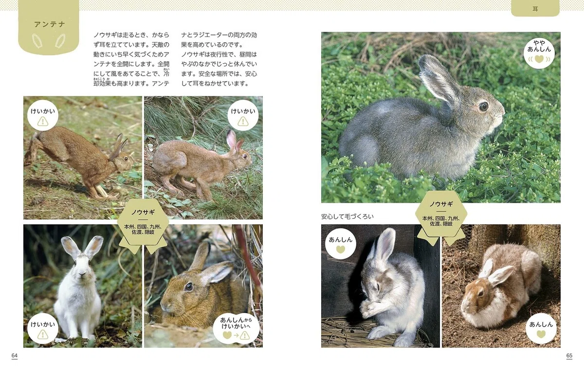 みみ中身