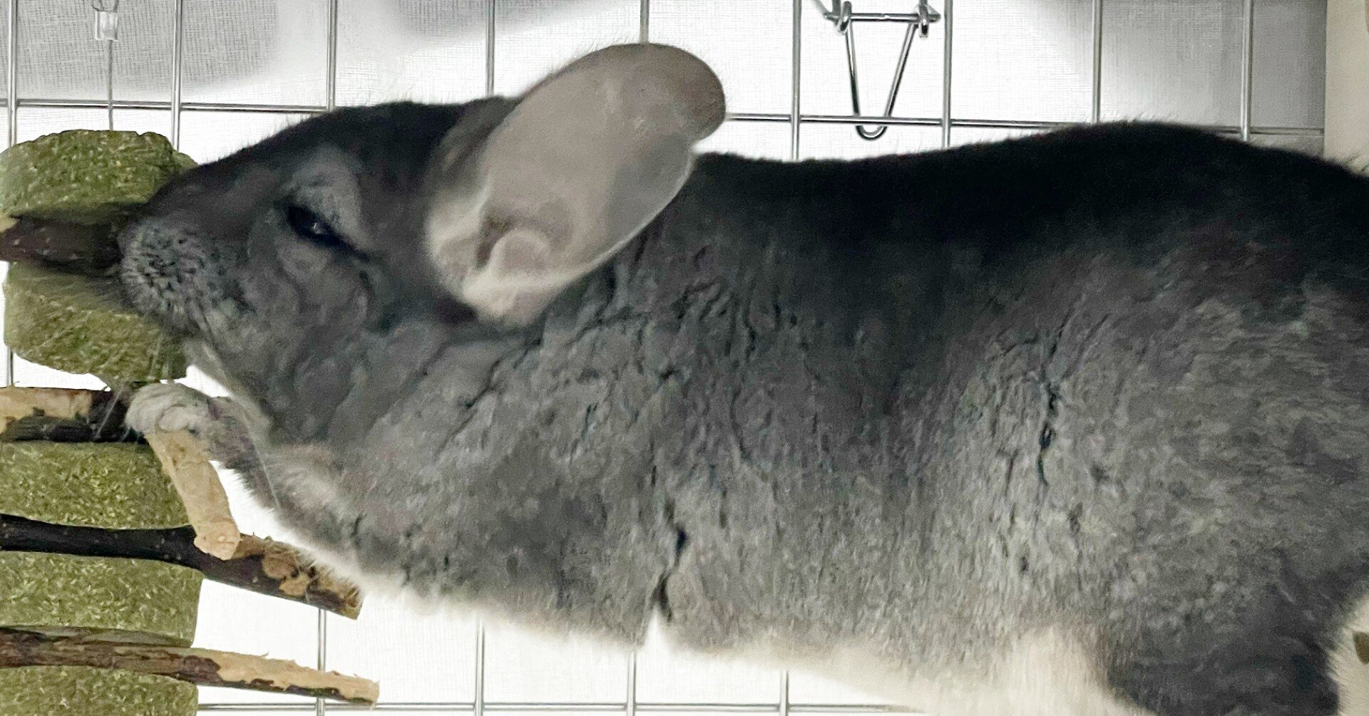 Vtuberチンチラを飼う 槻守せれん Note