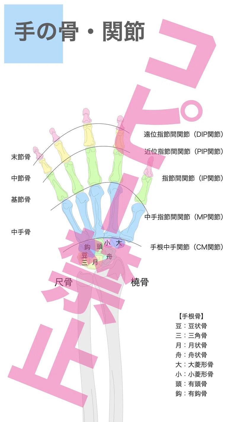手の解剖・イラスト｜こまつようすけ（脳卒中の方とセラピストと一緒に成長する理学療法士｜愛知）