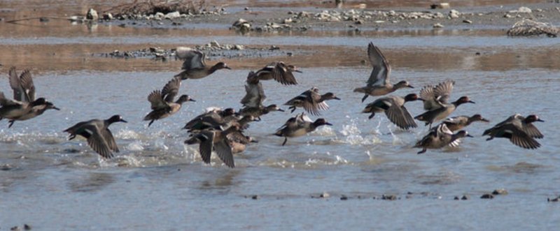 鳥を被写体にした瞬間「おまえはすでに死んでいる（レンズ沼の底で）」