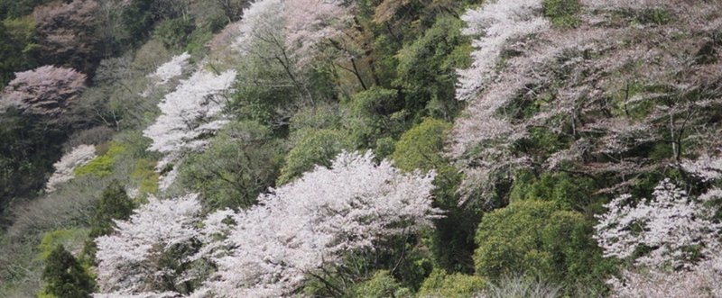 「桜の森の満開の下」坂口安吾